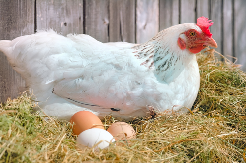 Why Do Hens Stop Laying Eggs? Nine Reasons Hens Stop Laying Eggs