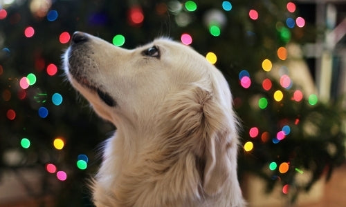 Holiday Pet Safety