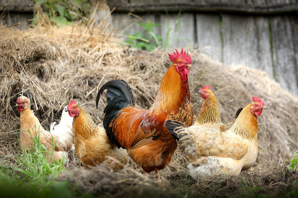 Keeping Chickens Cool: Help Your Chickens Beat the Heat
